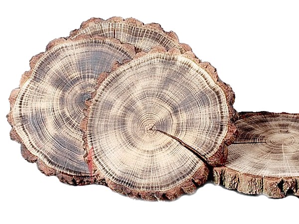 Спіл дерев'яний з випалом 29-31см_1