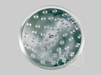 Піднос круглий метал. 45см 14785_thumbnail